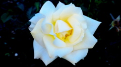 薔薇３