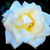 薔薇３