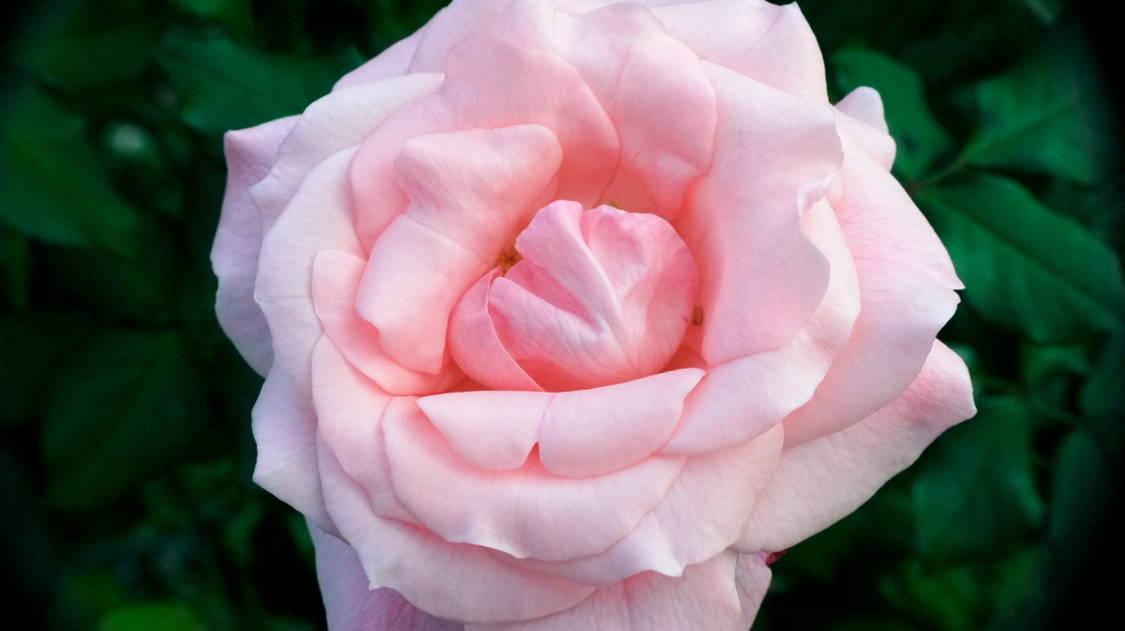 薔薇１１
