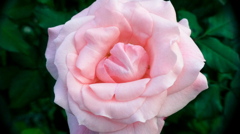 薔薇１１