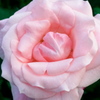 薔薇１１