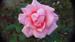 薔薇１３