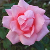 薔薇１３