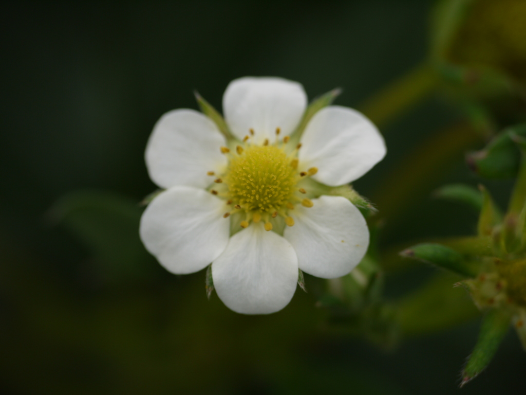 P1040214