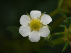 P1040214