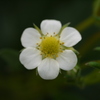 P1040214