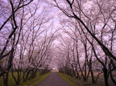 桜道
