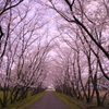 桜道