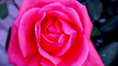 薔薇１０