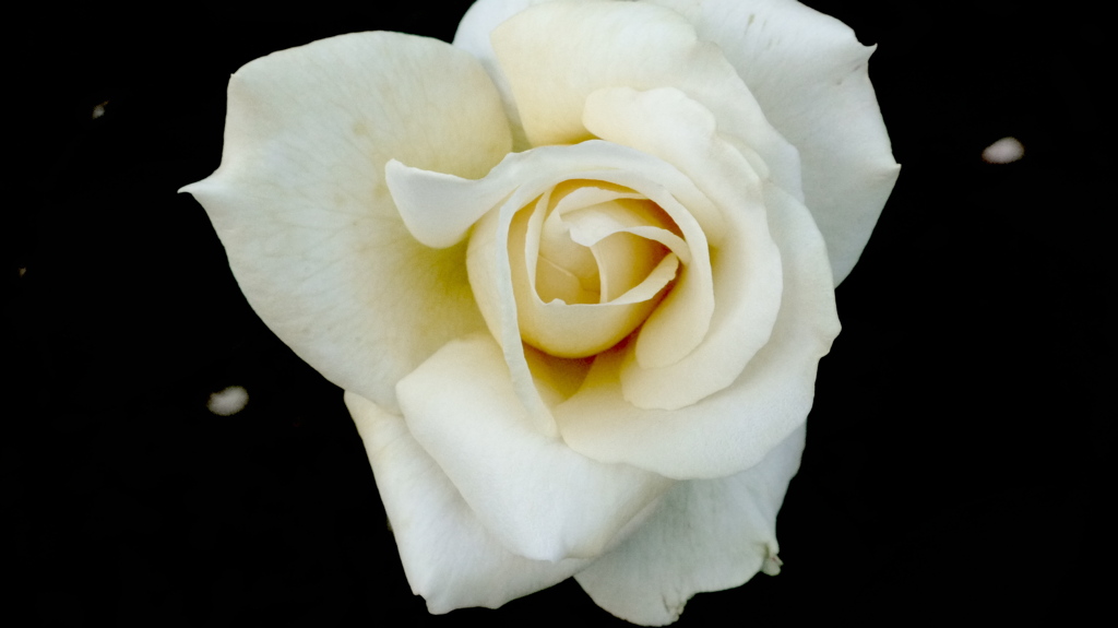 薔薇４