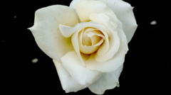 薔薇４