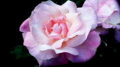 薔薇９