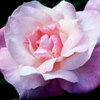 薔薇９