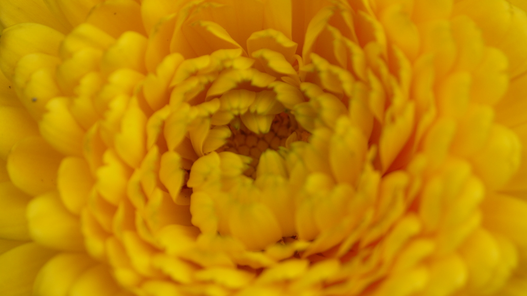 P1010917