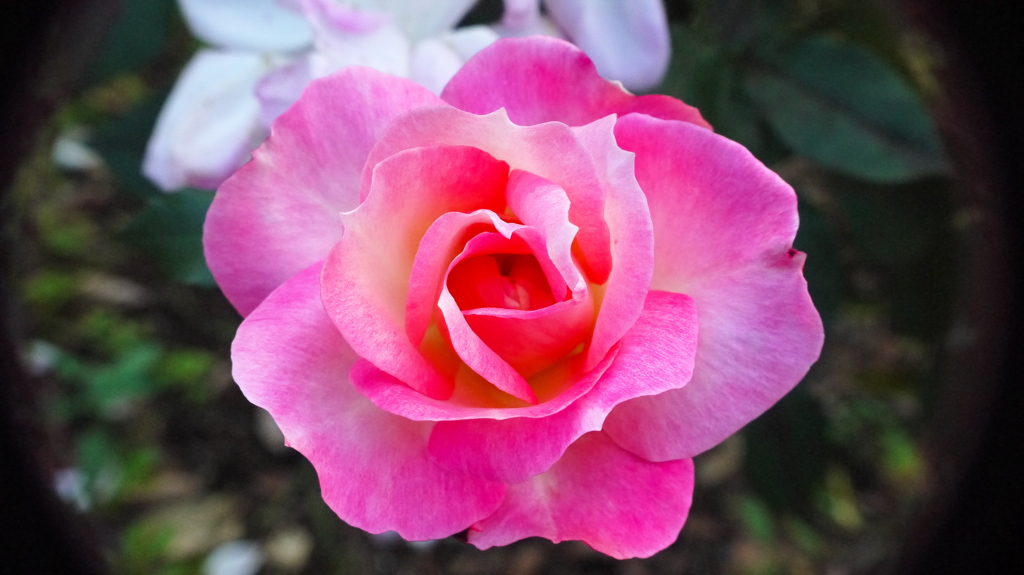薔薇６