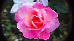 薔薇６