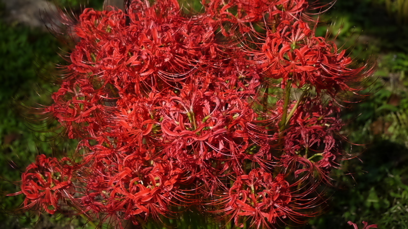 曼珠沙華１