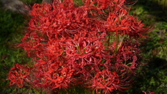曼珠沙華１