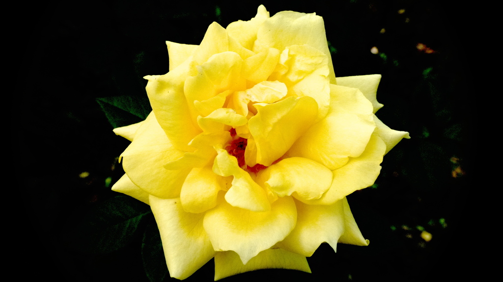 薔薇１２