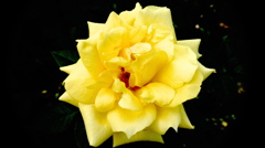 薔薇１２