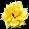薔薇１２