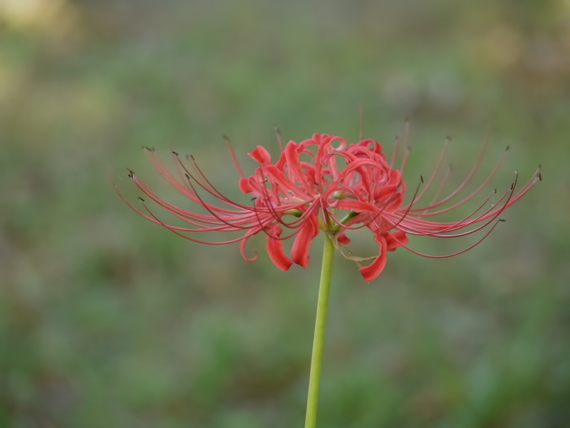 曼珠沙華７