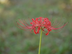 曼珠沙華７
