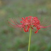 曼珠沙華７