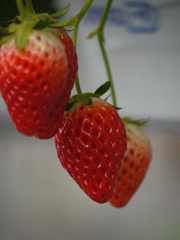 P1040209