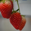 P1040209