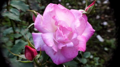 薔薇８