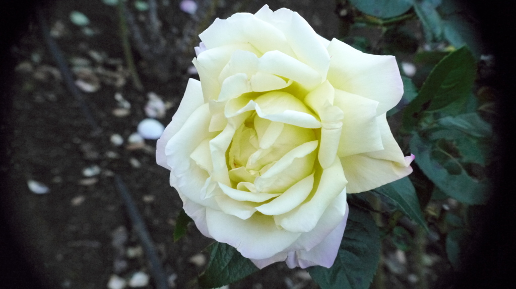薔薇１