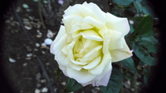 薔薇１
