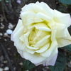薔薇１