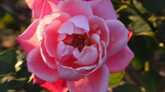 薔薇１５