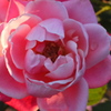 薔薇１５