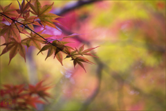 autumn color