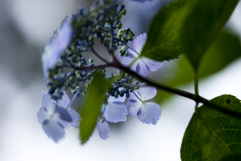 蒼時雨
