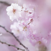 面影