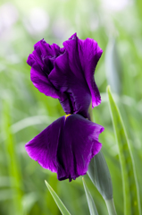 紫艶花 