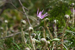 山野草