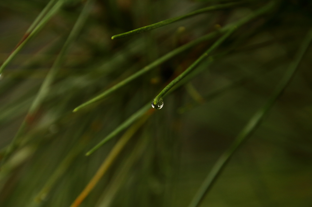 ひと雫