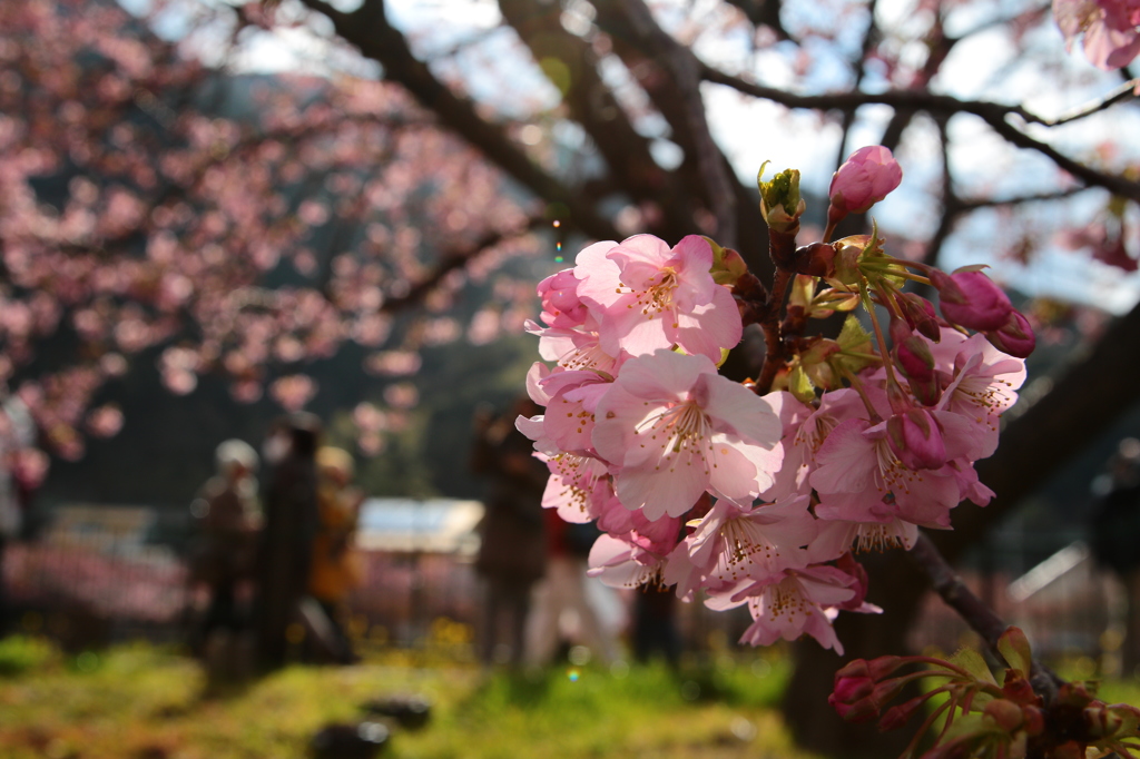 静岡　河津桜　2月22日
