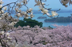 桜満開の松島