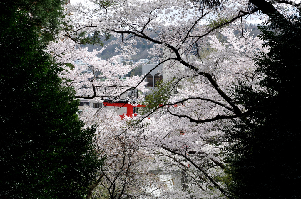 大崎八幡宮から見下ろす