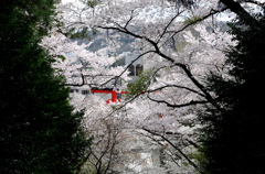 大崎八幡宮から見下ろす