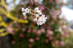 白藤観世音の桜