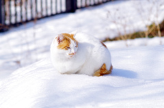 雪のように白く