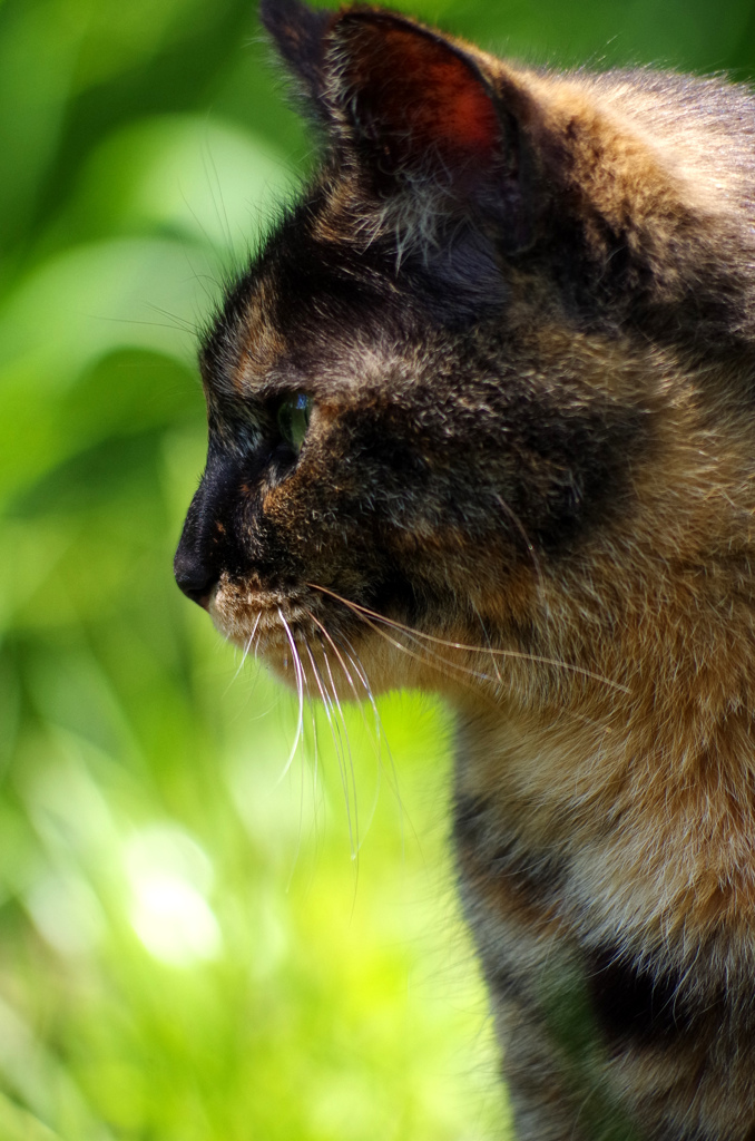 Eye Of The Cat 01