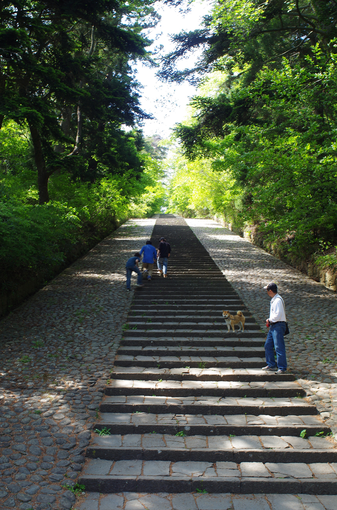 大年寺の階段と犬１